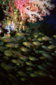   filled negative space school fish looked like they were looking me. timing good luck helpedShot 20mm nikonos lens me  